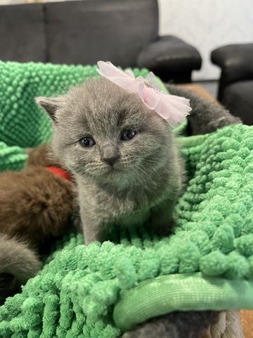 Reinrassige BKH Kitten