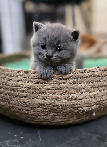 Reinrassige BKH Kitten