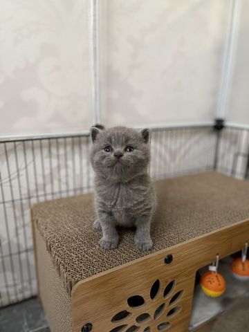 Reinrassige BKH Kitten