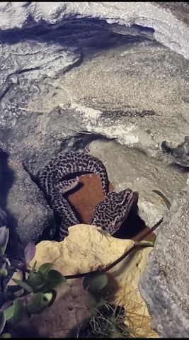 0.3. Leopardgeckos mit Terrarium und Zubehör