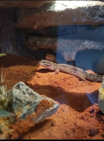 0.3. Leopardgeckos mit Terrarium und Zubehör