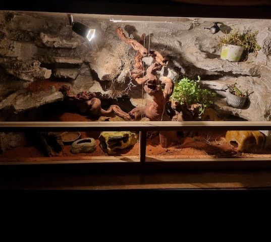 0.3. Leopardgeckos mit Terrarium und Zubehör