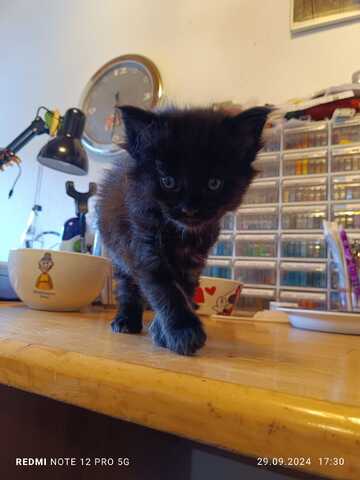 Maine Coon Kater