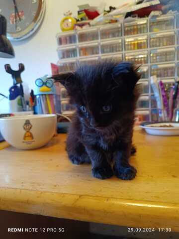 Maine Coon Kater