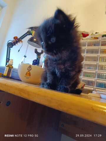 Maine Coon Kater