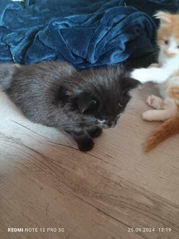 Maine Coon Kater