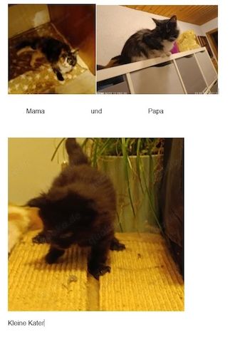 Maine Coon Kater