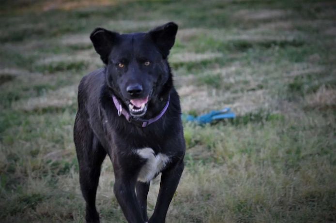 Blacky