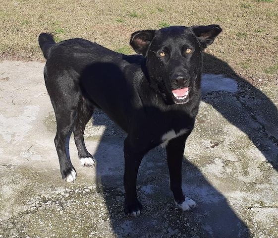 Blacky