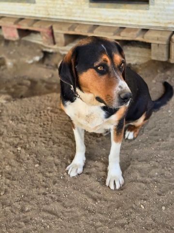 Tamino