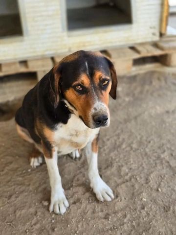 Tamino