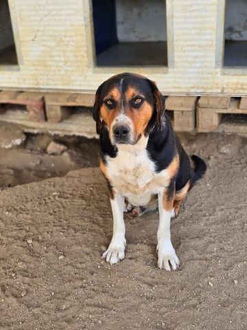 Tamino