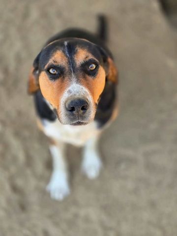 Tamino
