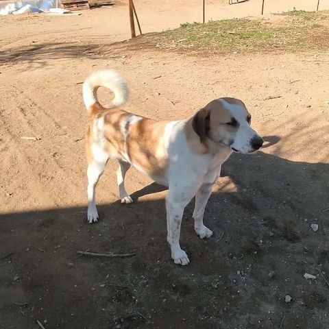 Heinrich