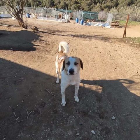 Heinrich
