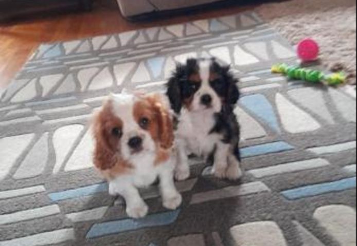 Verfügbare Cavalier King Charles Welpen.