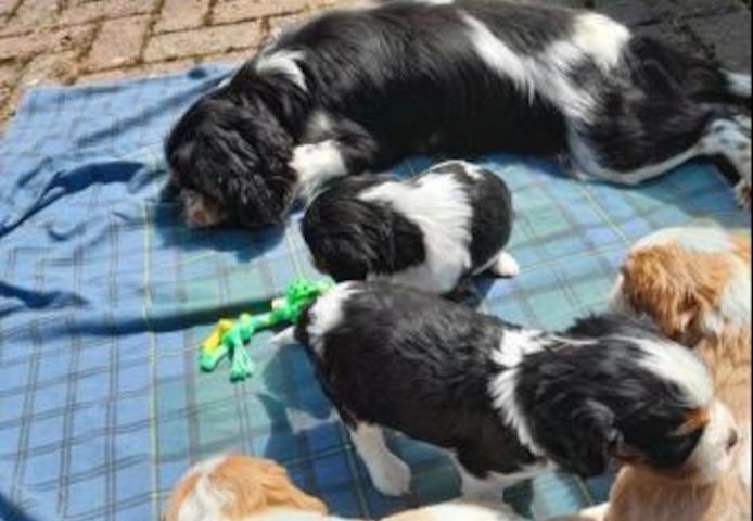 Verfügbare Cavalier King Charles Welpen.
