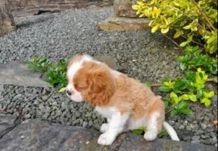 Verfügbare Cavalier King Charles Welpen.