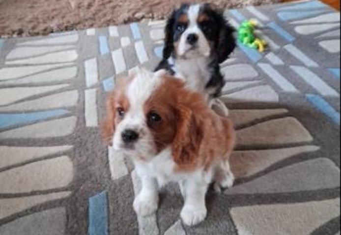 Verfügbare Cavalier King Charles Welpen.