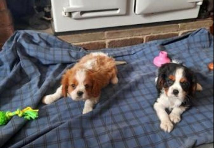 Verfügbare Cavalier King Charles Welpen.