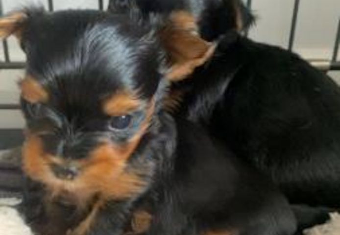 9 Wochen alte Teacup-Yorkie-Welpen