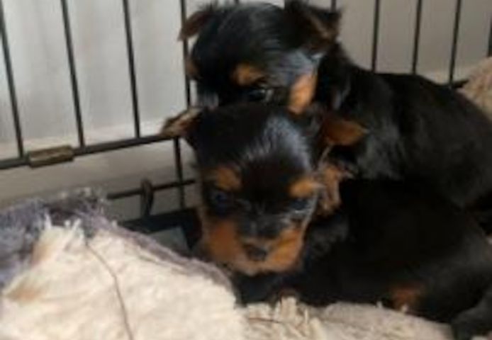 9 Wochen alte Teacup-Yorkie-Welpen