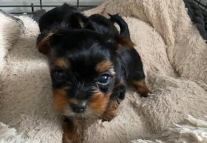 9 Wochen alte Teacup-Yorkie-Welpen