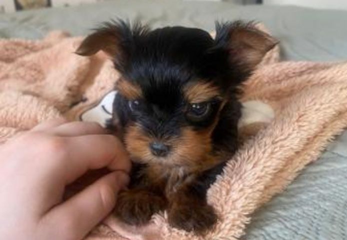 9 Wochen alte Teacup-Yorkie-Welpen