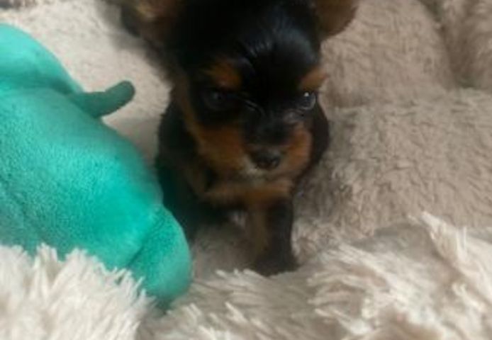 9 Wochen alte Teacup-Yorkie-Welpen