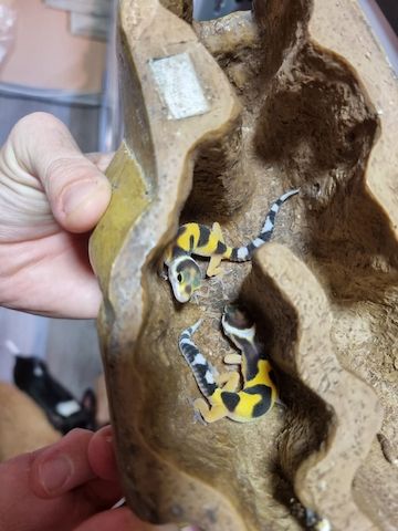 Leopardgeckos