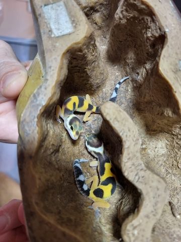 Leopardgeckos