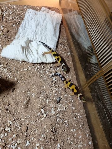Leopardgeckos