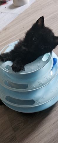 Vier süße Persermixkätzchen suchen ein liebevolles Zuhause.