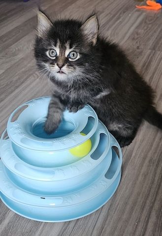 Vier süße Persermixkätzchen suchen ein liebevolles Zuhause.