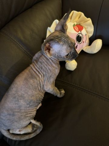 Reinrassige Don Sphinx Kitten