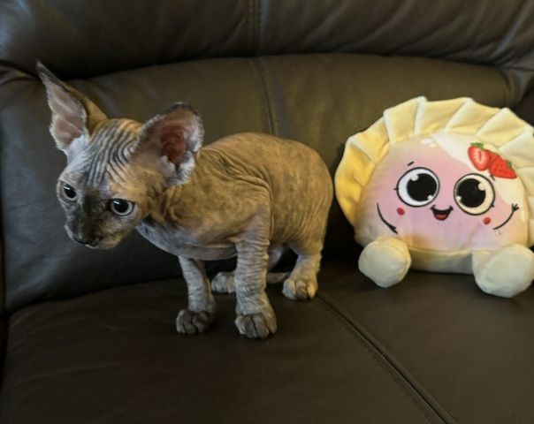 Reinrassige Don Sphinx Kitten