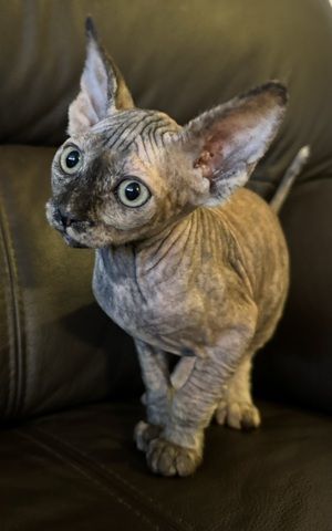 Reinrassige Don Sphinx Kitten