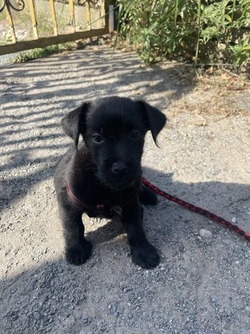 Jung Hund Monte