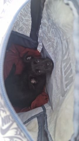 Jung Hund Monte