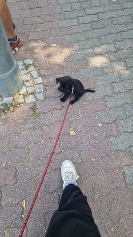 Jung Hund Monte