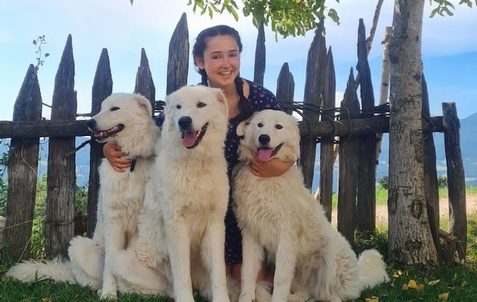 Hunde und Welpen Maremmano Abruzzese