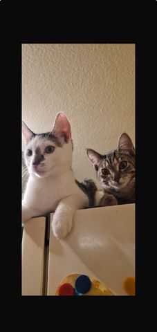 verspielte Fluffies suchen ihr neues Zuhause