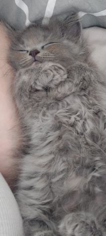 Britisch Langhaar mix Kitten