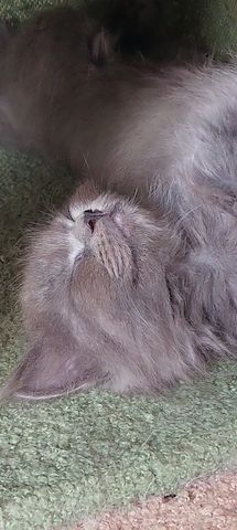 Britisch Langhaar mix Kitten