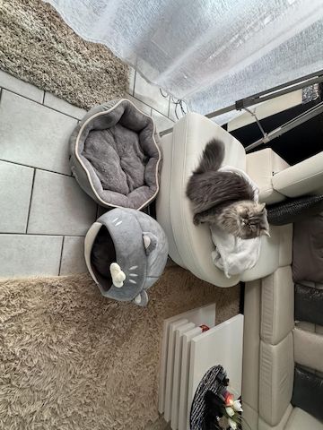 Liebe Perserkatze zu verkaufen