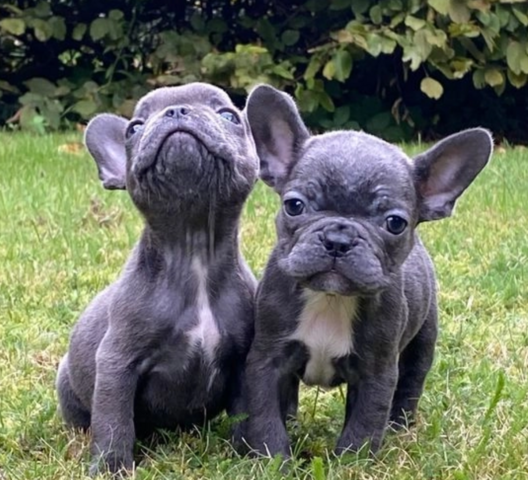 Atemberaubende französische Bulldoggenwelpen zu verkaufen