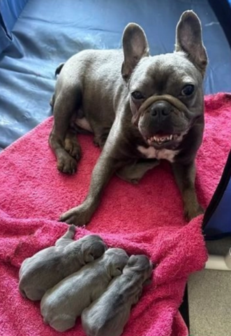 Atemberaubende französische Bulldoggenwelpen zu verkaufen