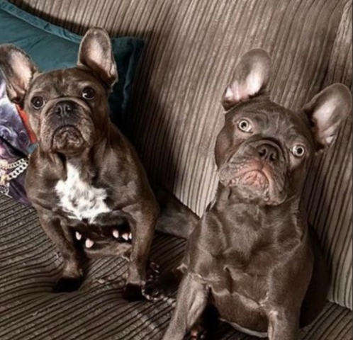 Atemberaubende französische Bulldoggenwelpen zu verkaufen