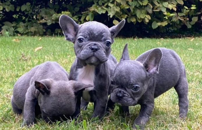 Atemberaubende französische Bulldoggenwelpen zu verkaufen