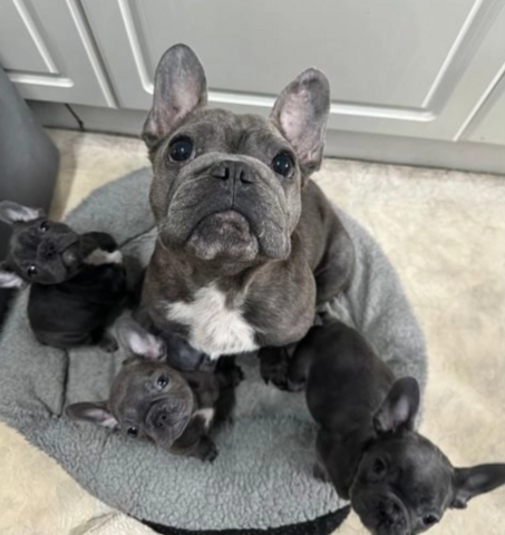 Atemberaubende französische Bulldoggenwelpen zu verkaufen